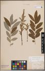 Foto von Salix caprea L. x Salix eleagnos Scop.